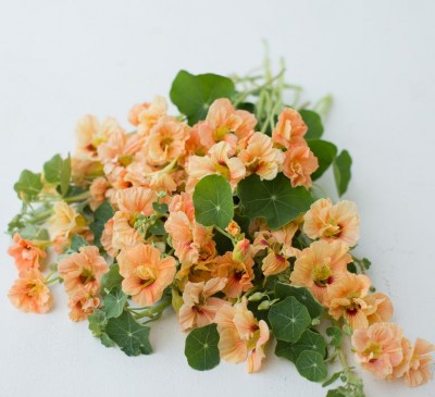 Nasturtium Coral Glitter 